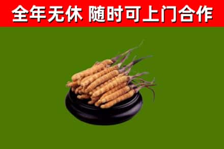 阳曲回收散虫草
