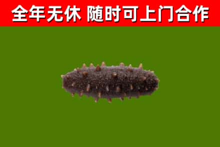 阳曲回收海参干